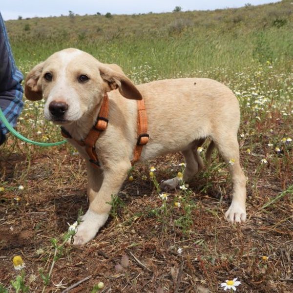 Tierfreunde Patras Beschreibung des Hundes, der vermittelt wird