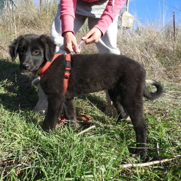 Tierfreunde Patras Beschreibung des Hundes, der vermittelt wird
