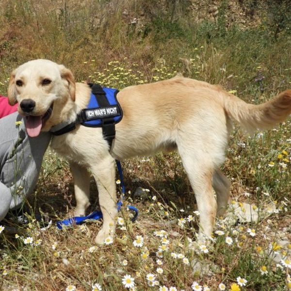 Tierfreunde Patras Beschreibung des Hundes, der vermittelt wird